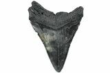 Serrated, Fossil Megalodon Tooth - South Carolina #234090-1